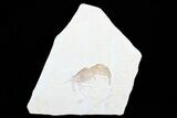 Large, Fossil Shrimp (Aeger) - Solnhofen Limestone #77836-1